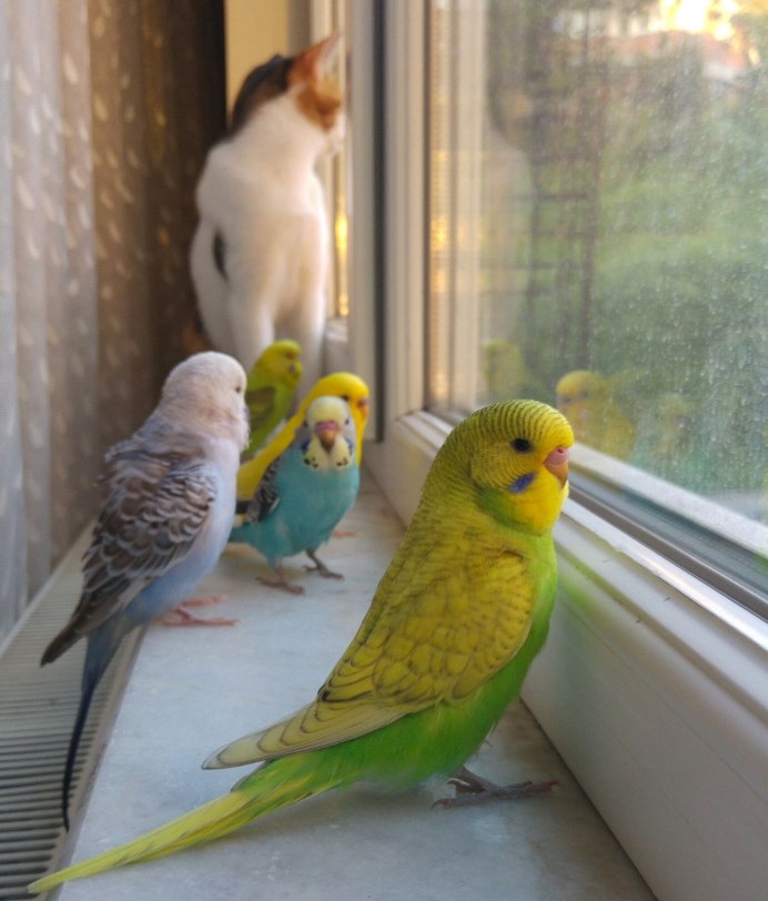 Волнистый попугай на скейте