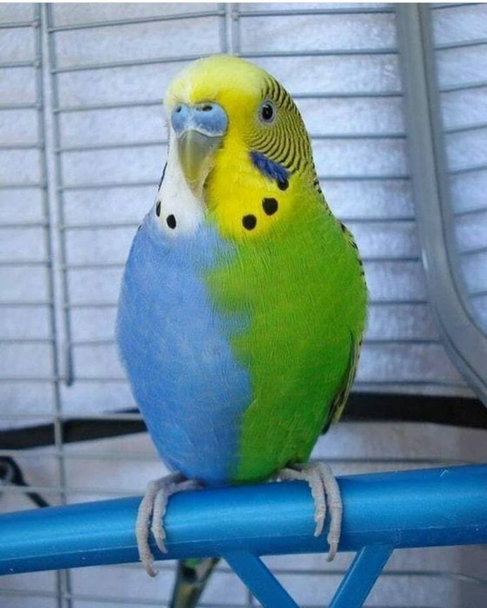 Игрушки для попугаев волнистых