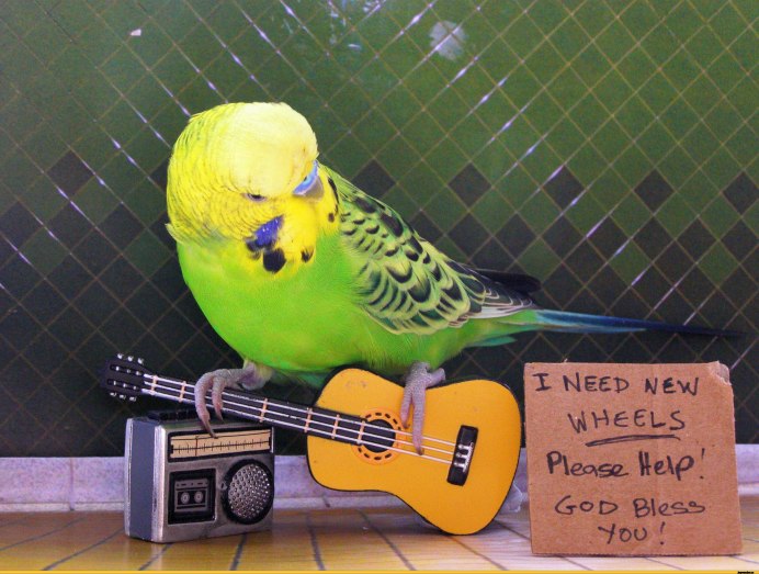 Фиолетовый волнистый попугай