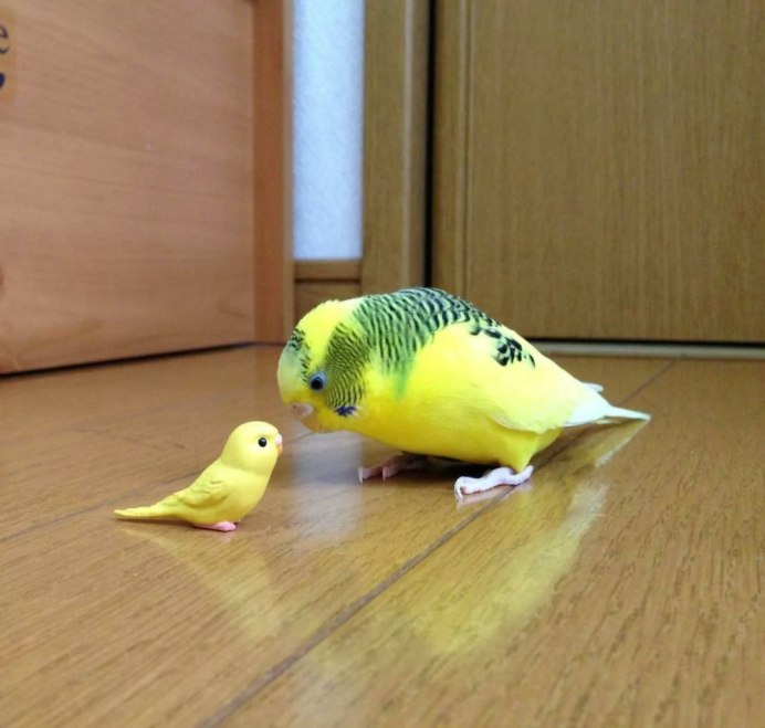Попугай волнистик на скейте