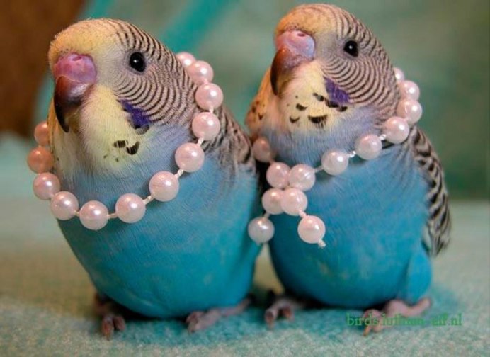 Чикань волнистых попугаев