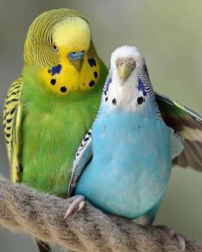 Волнистый попугай милый