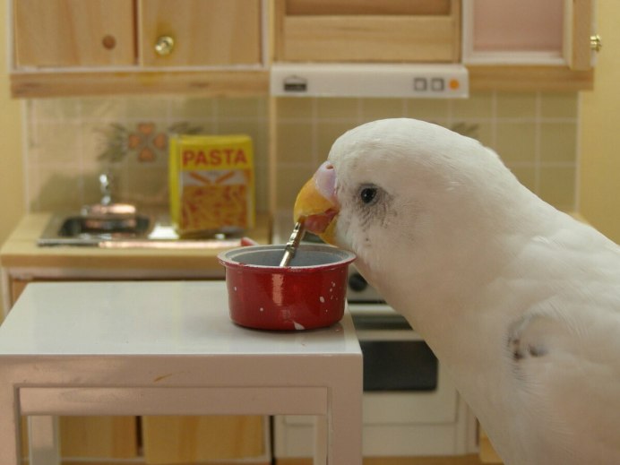 Смешные попугаи в шляпах