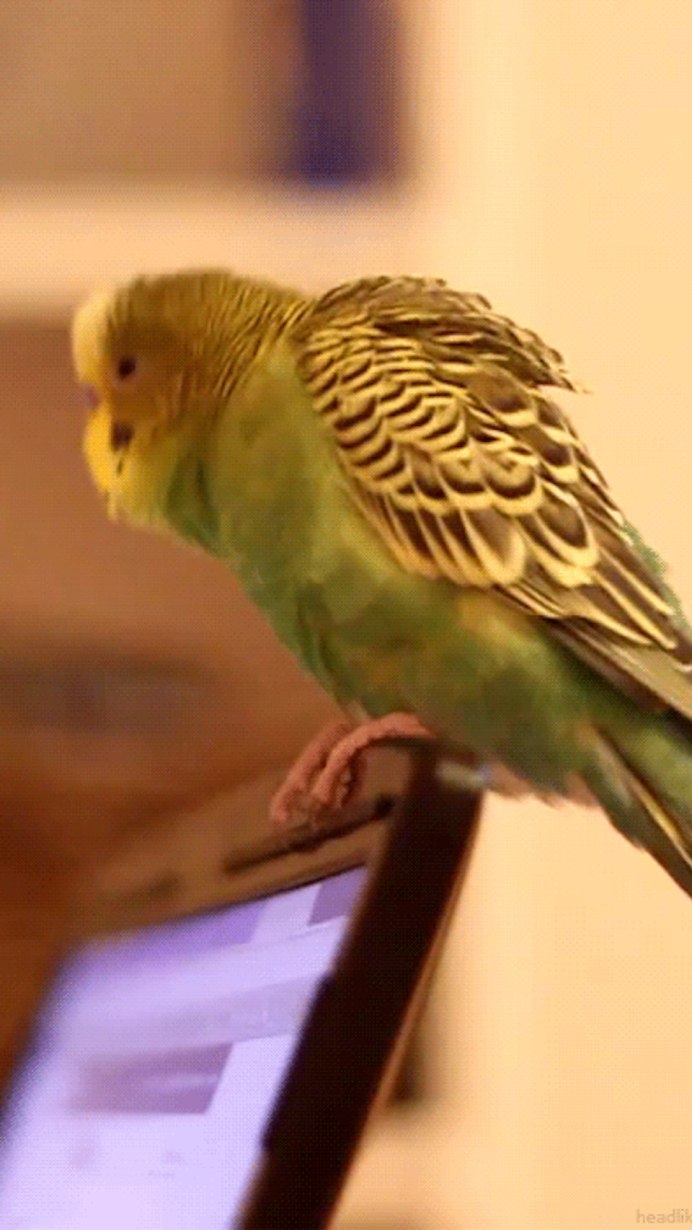 Волнистый попугай