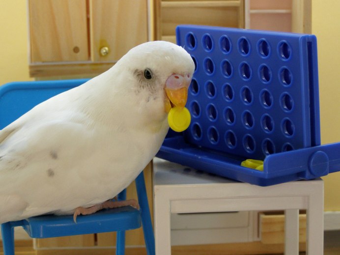 Волнистые попугайчики Чиж и обычные