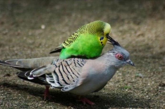 Попугай прикол