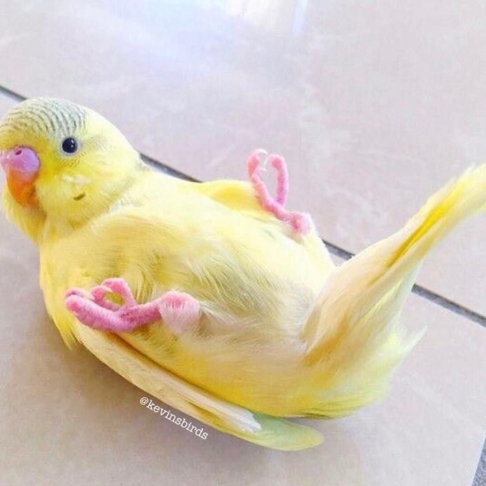 Милые попугаи волнистики