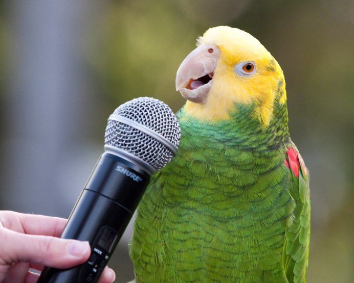 Смешные попугаи