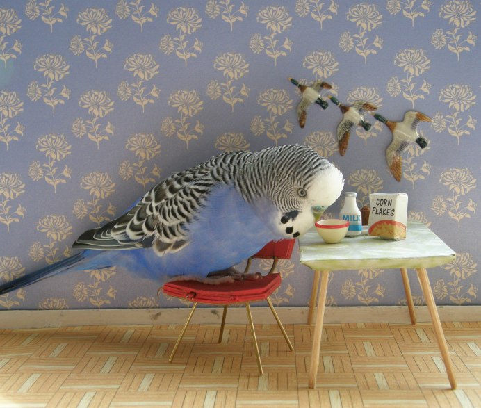 Классные попугаи