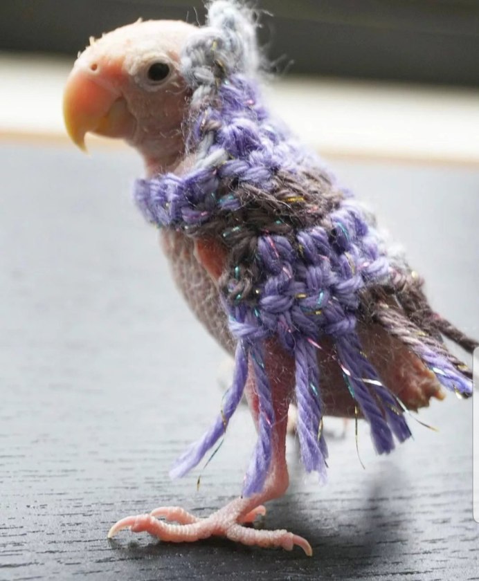 Волнистый попугай милый