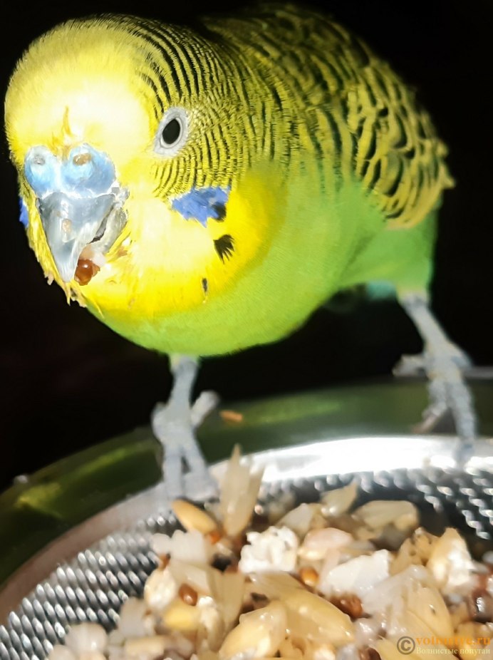 Хохлатые волнистые попугайчики
