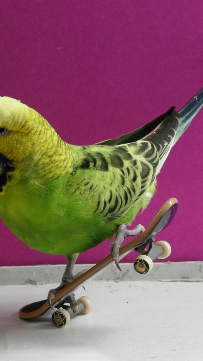 Попугай Максим