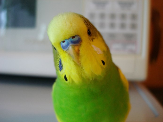 Волнистый попугай изумрудный