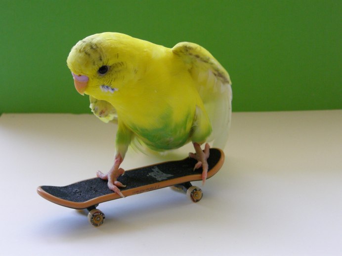Попугаи со смешными ногами