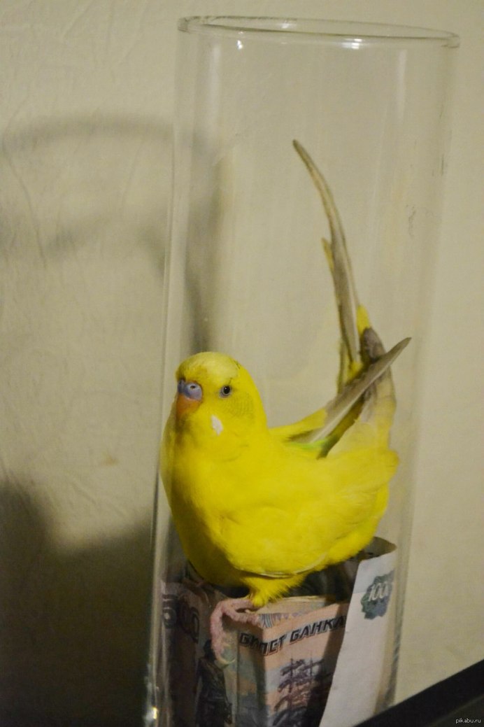 Смешные волнистые попугайчики