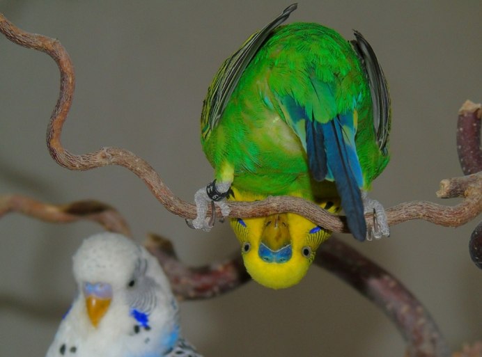 Попугай с гитарой