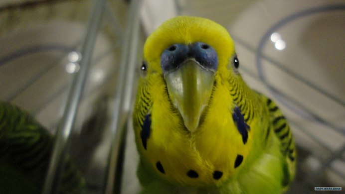 Смешные попугаи