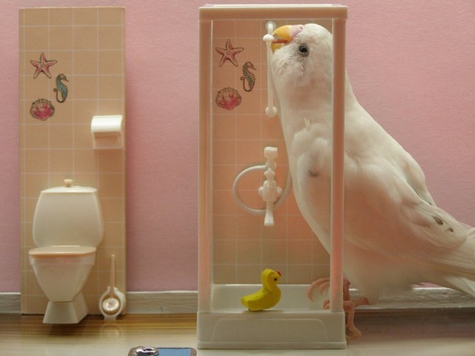Приколы с попугайчиками