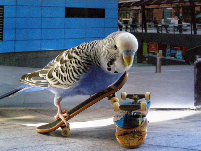 Попугай с надписью