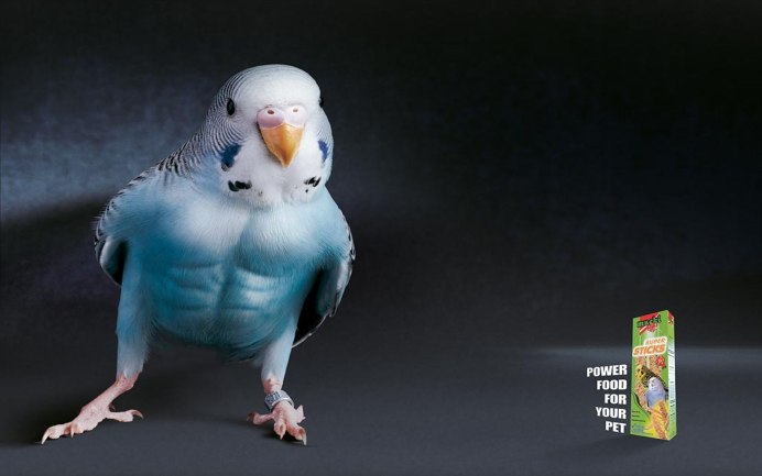 Волнистые попугаи необычной расцветки