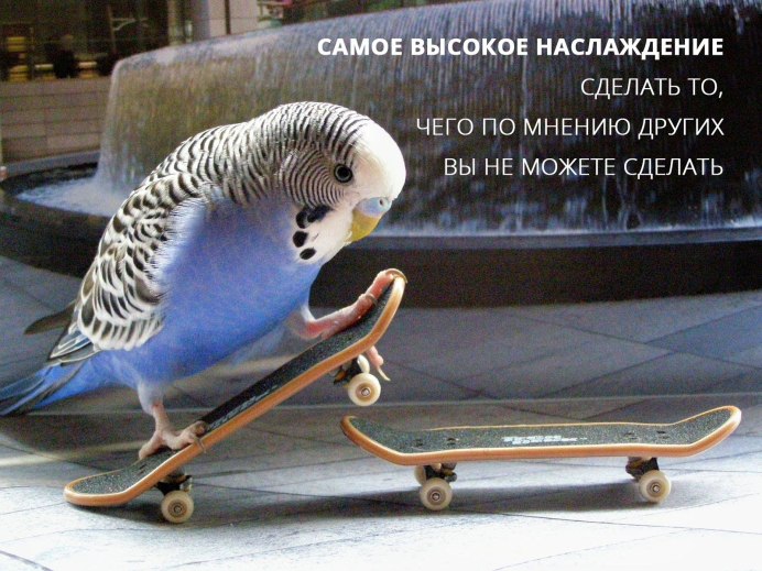 Смешные попугаи