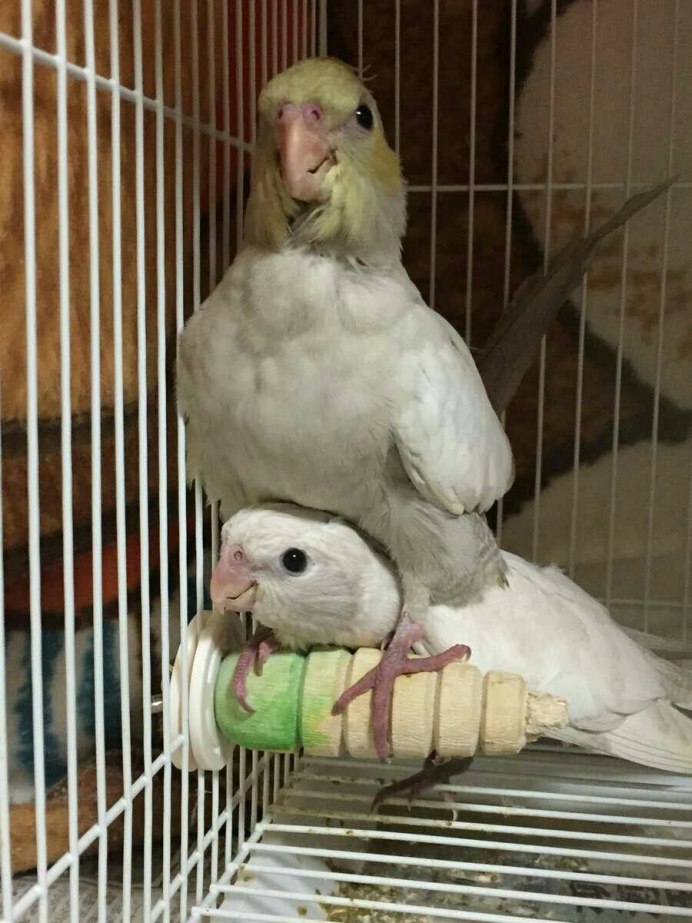 Волнистый попугайчик поет