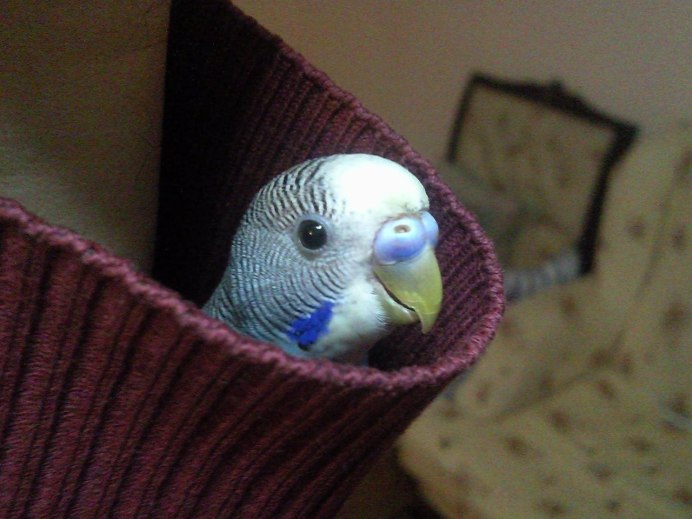 Попугай домашний смешной