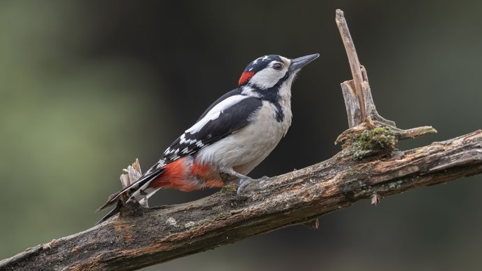 Дятел Dryocopus pileatus