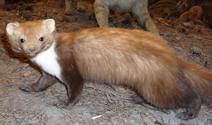 Ласка (Mustela nivalis)