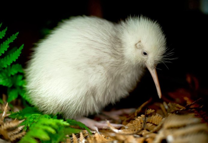 Американская норка (Mustela Vison)