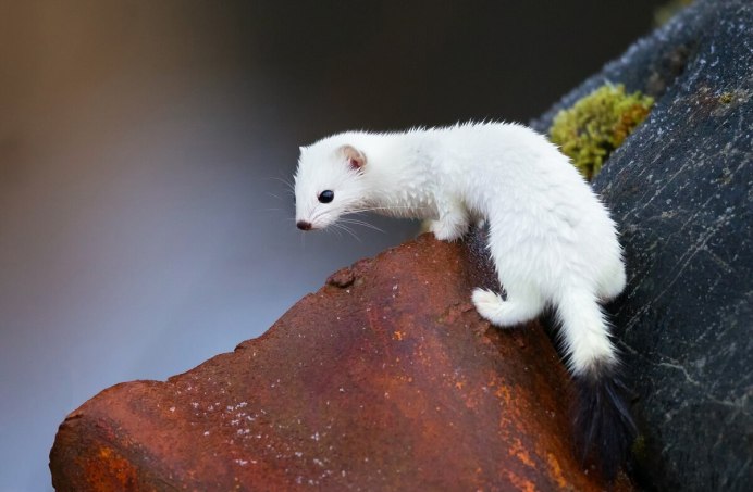 Mustela nudipes