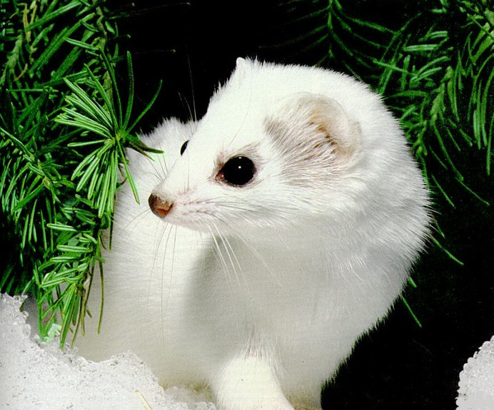 Горностай (Mustela erminea)