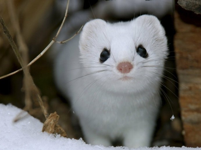 Кошкин хвост Геншин
