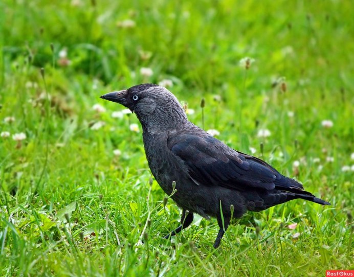 Coloeus monedula