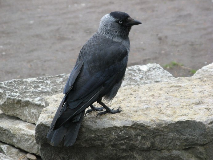 Галка (Coloeus monedula)