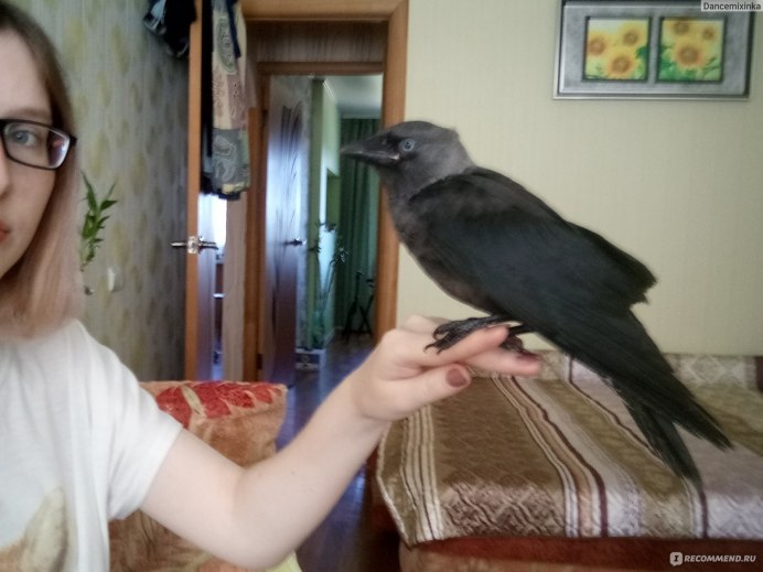 Эверест животное птица Галка