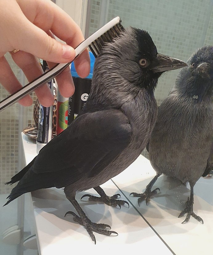 Галка – Corvus monedula l.