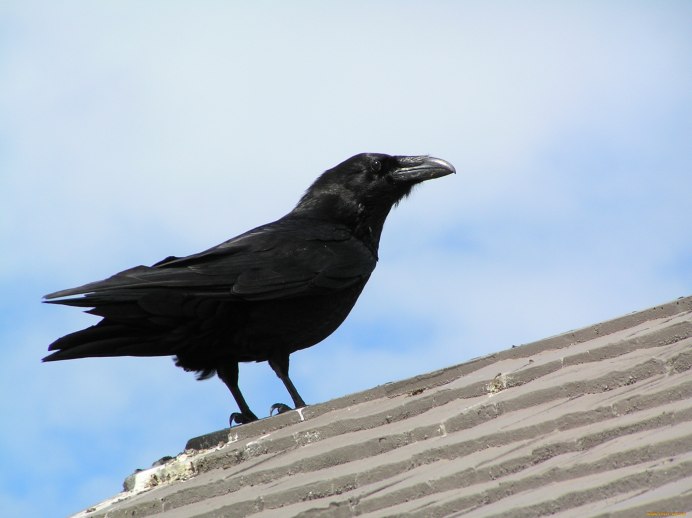 Corvus cornix