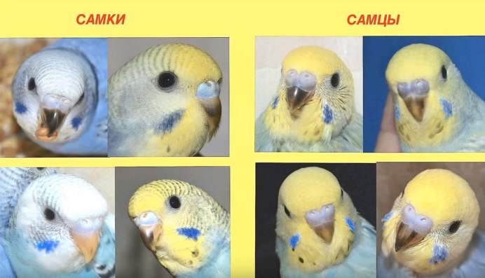 Восковица у волнистого попугая