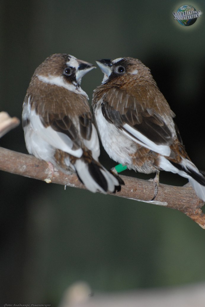 Красногорлая амадина (amadina fasciata)