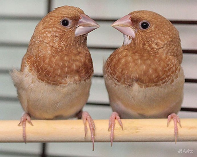 Амадины птицы японские