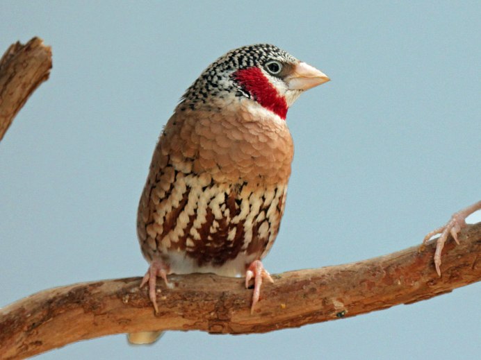Японские амадины