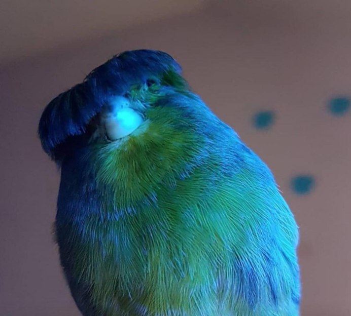 Mountain Bluebird