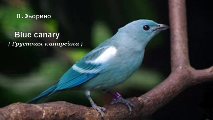 Желтая канарейка
