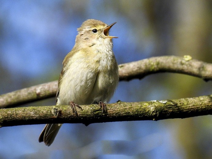 Anthus rubescens