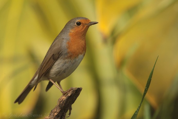 Polioptila caerulea