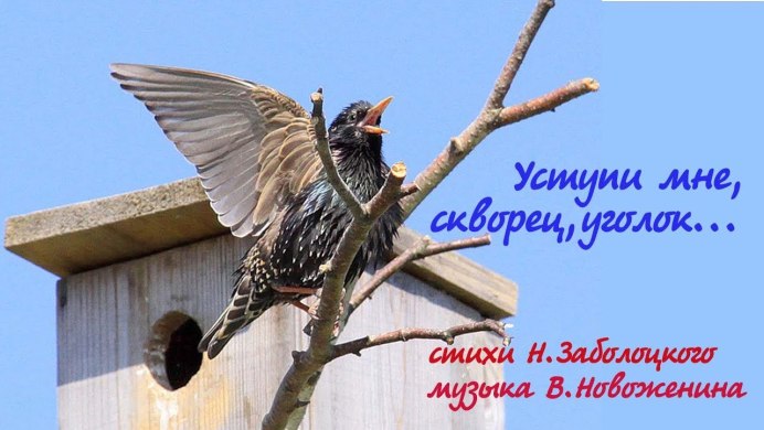 Гнезда Скворцов