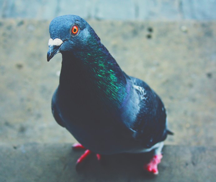 Pigeon Snow