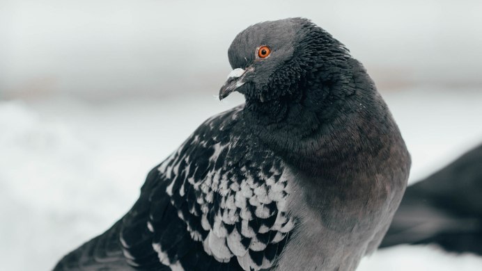 Columba Livia nigricans
