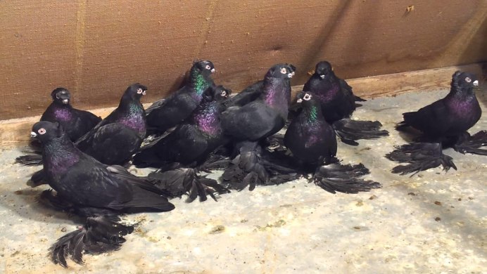 Черный голубь Columba janthina